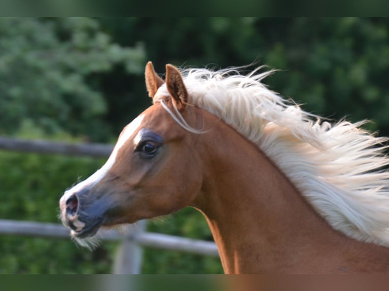 Purosangue arabo Stallone 1 Anno 154 cm Sauro scuro in Hobro