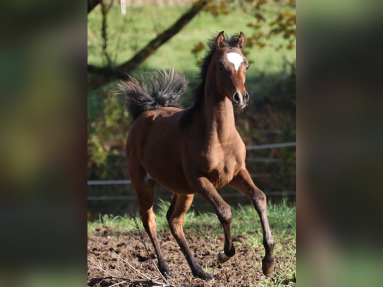 Purosangue arabo Stallone 1 Anno 155 cm Baio in Leun