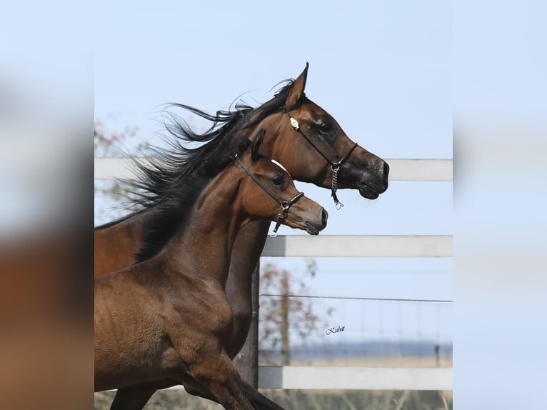 Purosangue arabo Stallone 1 Anno 155 cm Baio in Leun