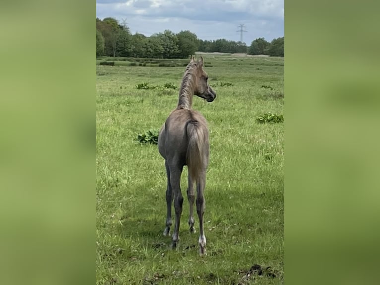 Purosangue arabo Stallone 1 Anno 155 cm Falbo baio in Großefehn Ostgroßefehn