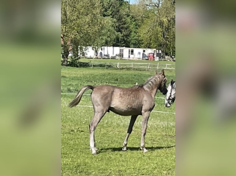 Purosangue arabo Stallone 1 Anno 155 cm Falbo baio in Großefehn Ostgroßefehn