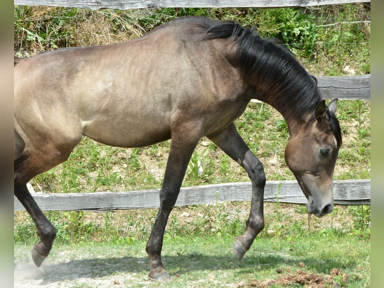 Purosangue arabo Stallone 1 Anno 155 cm Grigio in Koprivnica