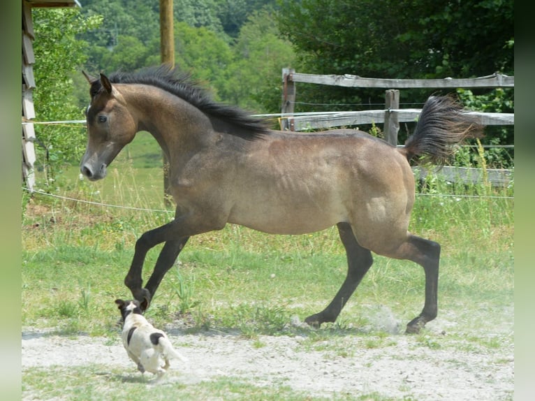 Purosangue arabo Stallone 1 Anno 155 cm Grigio in Koprivnica