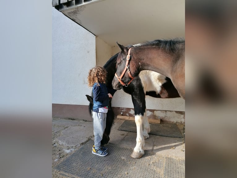 Purosangue arabo Stallone 1 Anno 155 cm Morello in St. Blasien