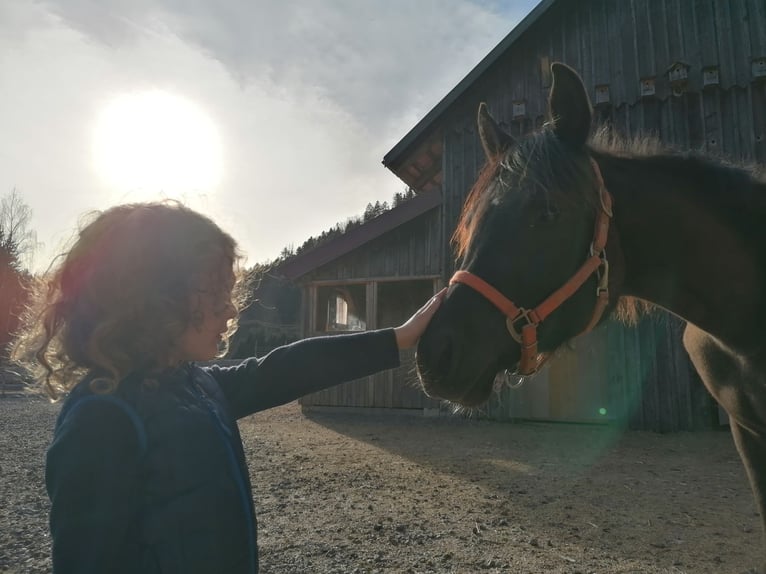 Purosangue arabo Stallone 1 Anno 155 cm Morello in St. Blasien