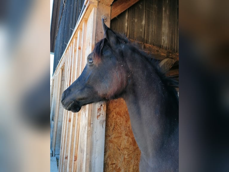 Purosangue arabo Stallone 1 Anno 155 cm Morello in St. Blasien