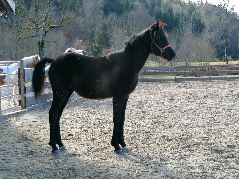 Purosangue arabo Stallone 1 Anno 155 cm Morello in St. Blasien