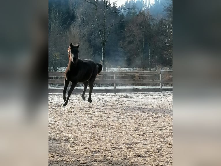 Purosangue arabo Stallone 1 Anno 155 cm Morello in St. Blasien