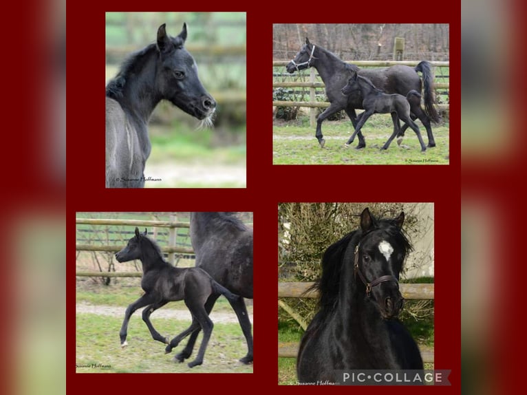 Purosangue arabo Stallone 1 Anno 155 cm Morello in St. Blasien