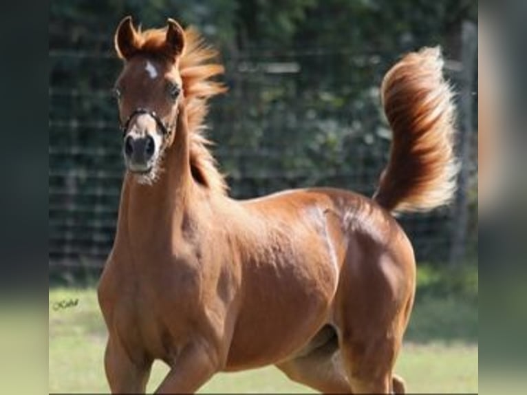 Purosangue arabo Stallone 1 Anno 155 cm Sauro in Leun