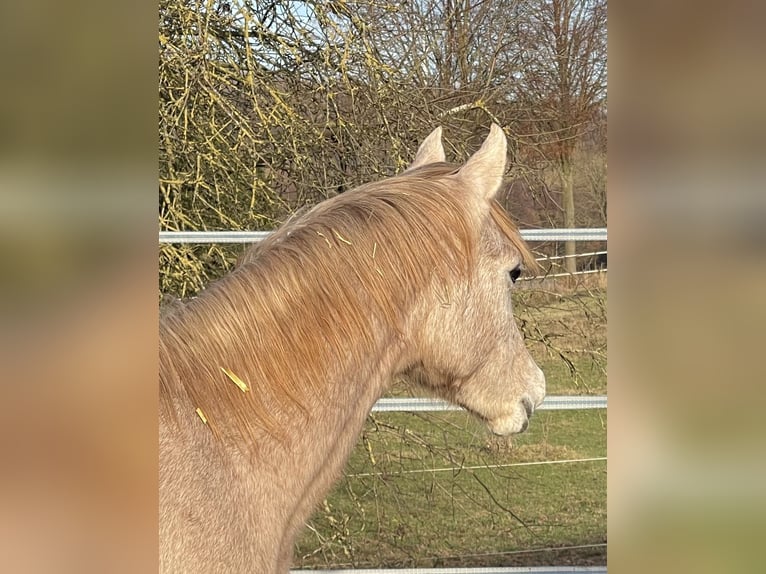 Purosangue arabo Stallone 1 Anno 156 cm Grigio in Gemünden (Felda)