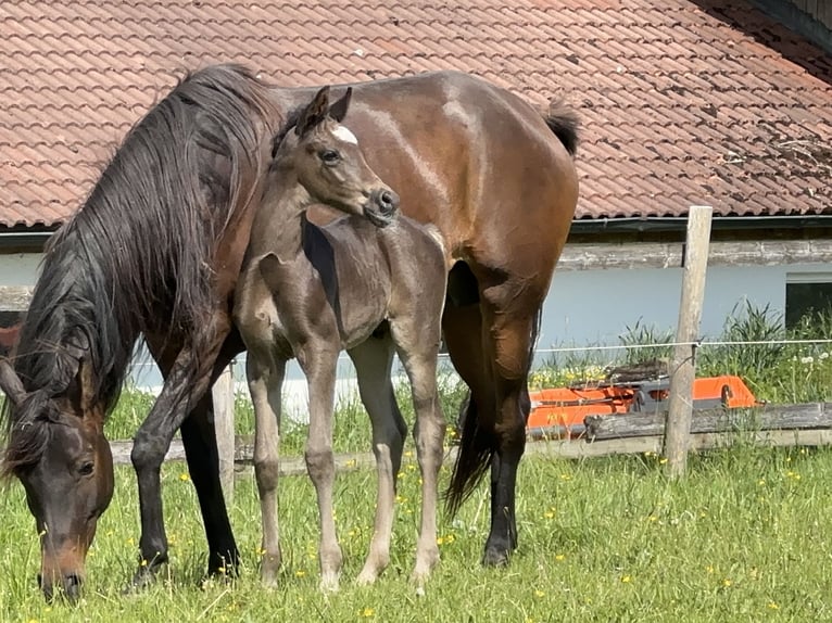 Purosangue arabo Stallone 1 Anno 157 cm Morello in Tiefenbach