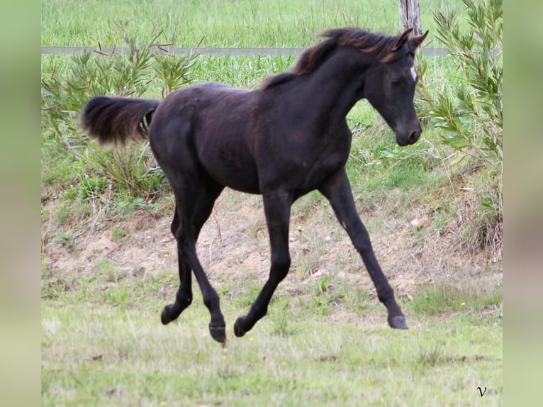 Purosangue arabo Stallone 1 Anno 158 cm Morello in Périgueux