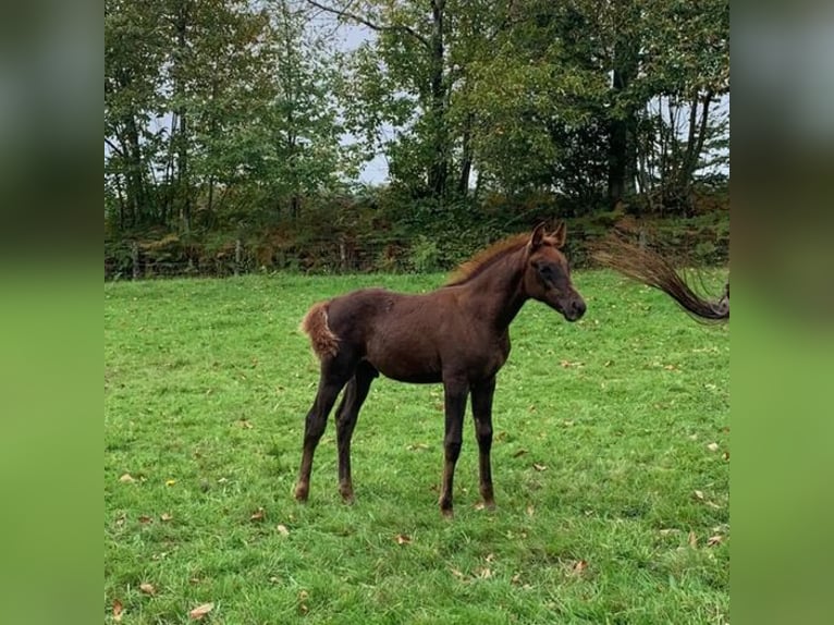 Purosangue arabo Stallone 1 Anno 158 cm Sauro scuro in Laurenan