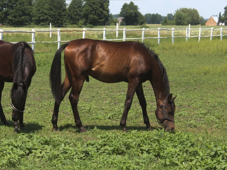 Purosangue arabo Stallone 1 Anno 160 cm Baio nero in Santok