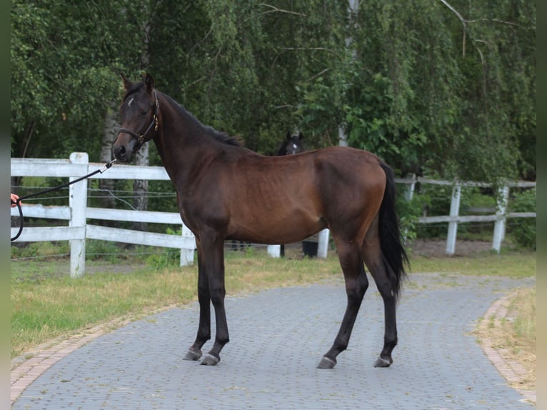 Purosangue arabo Stallone 1 Anno 160 cm Baio nero in Santok