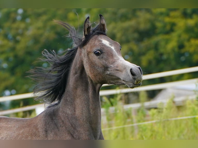 Purosangue arabo Stallone 1 Anno 162 cm Grigio in Kelpen-Oler