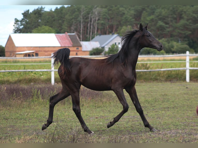 Purosangue arabo Stallone 1 Anno 162 cm Morello in Santok