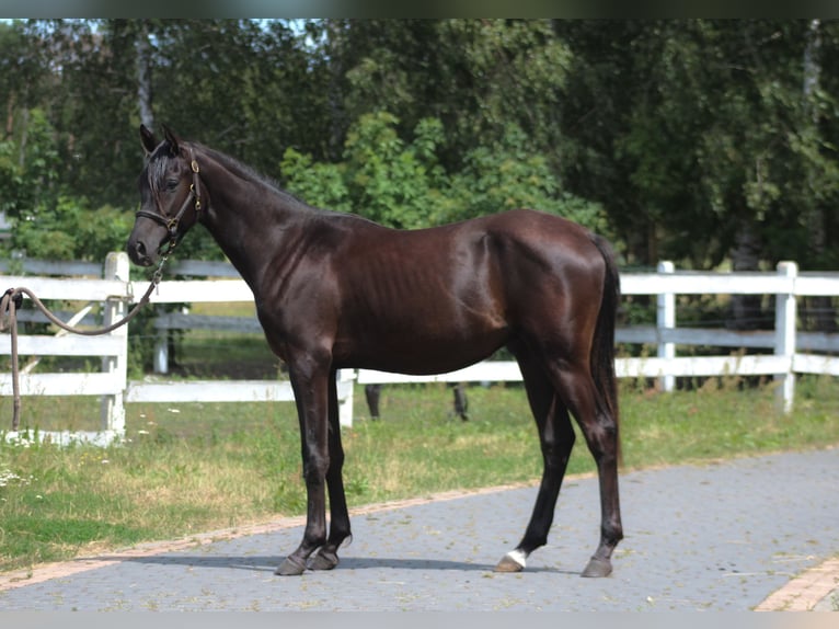Purosangue arabo Stallone 1 Anno 162 cm Morello in Santok