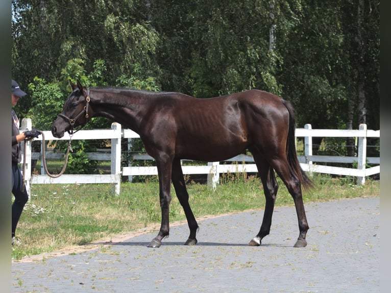 Purosangue arabo Stallone 1 Anno 162 cm Morello in Santok