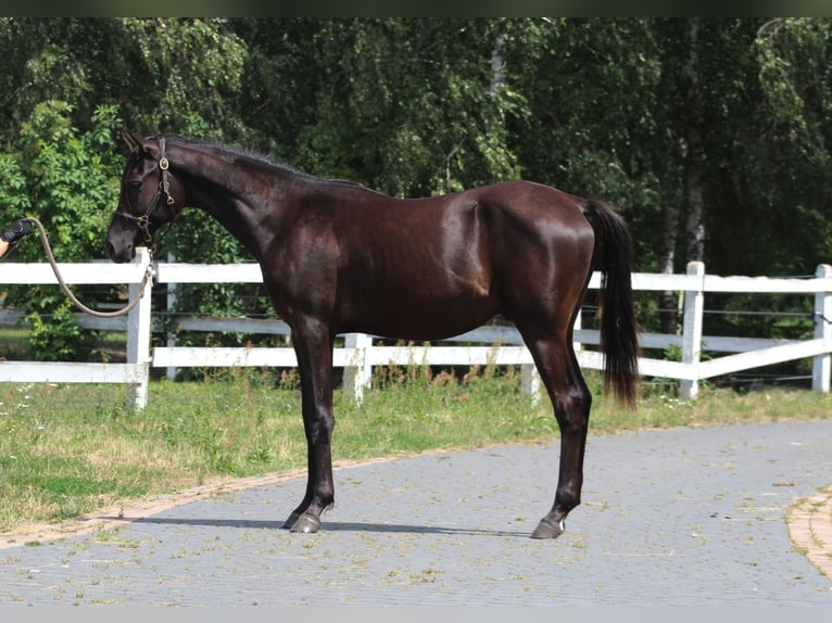 Purosangue arabo Stallone 1 Anno 162 cm Morello in Santok