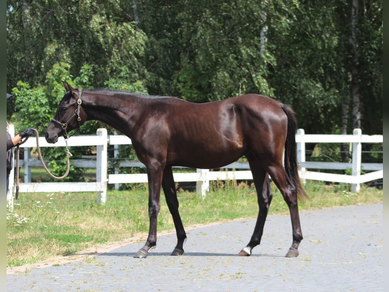 Purosangue arabo Stallone 1 Anno 162 cm Morello in Santok