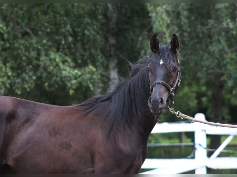 Purosangue arabo Stallone 1 Anno 162 cm Morello in Santok