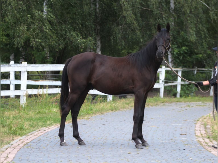 Purosangue arabo Stallone 1 Anno 162 cm Morello in Santok