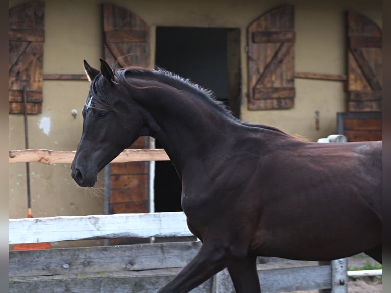 Purosangue arabo Stallone 1 Anno 162 cm Morello in Santok