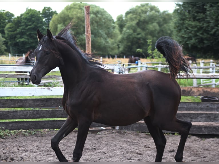 Purosangue arabo Stallone 1 Anno 162 cm Morello in Santok