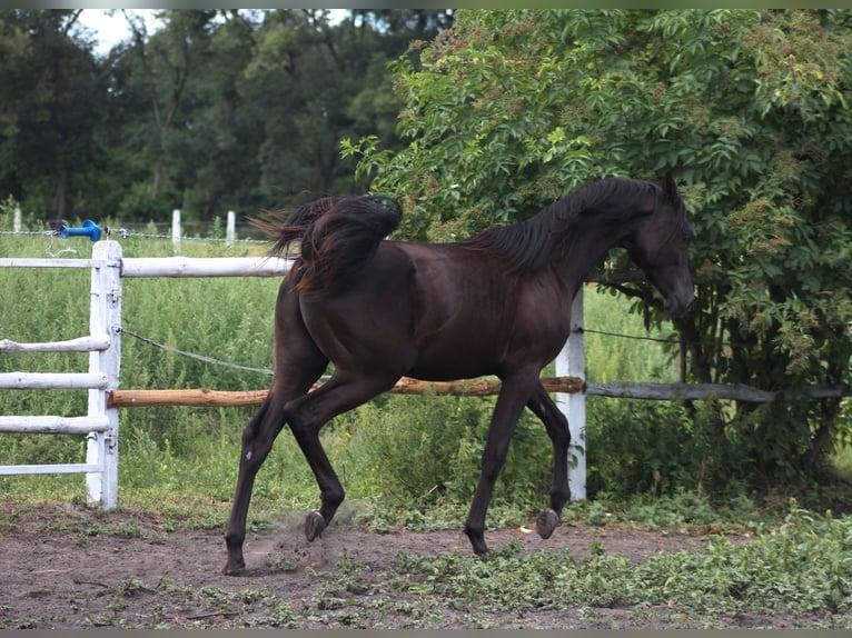Purosangue arabo Stallone 1 Anno 162 cm Morello in Santok