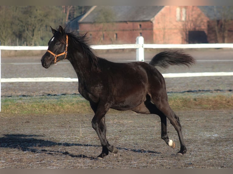 Purosangue arabo Stallone 1 Anno 162 cm Morello in Santok
