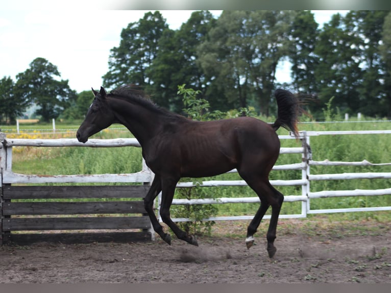 Purosangue arabo Stallone 1 Anno 162 cm Morello in Santok
