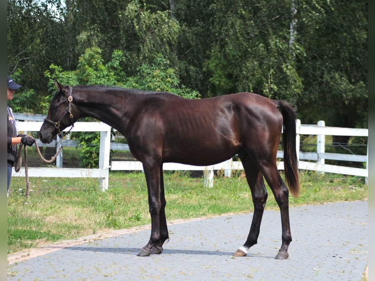Purosangue arabo Stallone 1 Anno 162 cm Morello in Santok