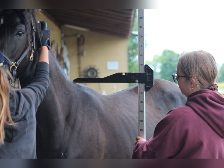 Purosangue arabo Stallone 1 Anno 162 cm Morello in Santok