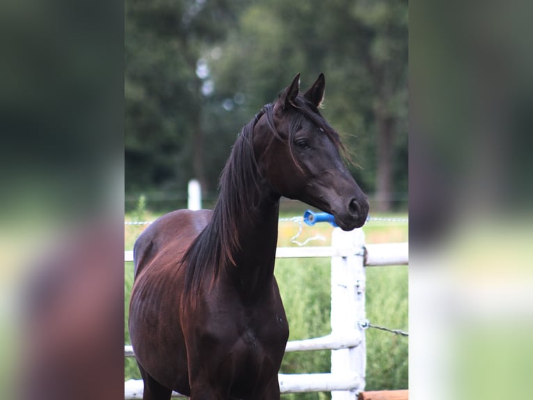 Purosangue arabo Stallone 1 Anno 162 cm Morello in Santok