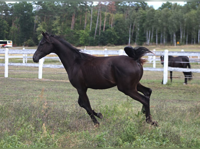 Purosangue arabo Stallone 1 Anno 162 cm Morello in Santok