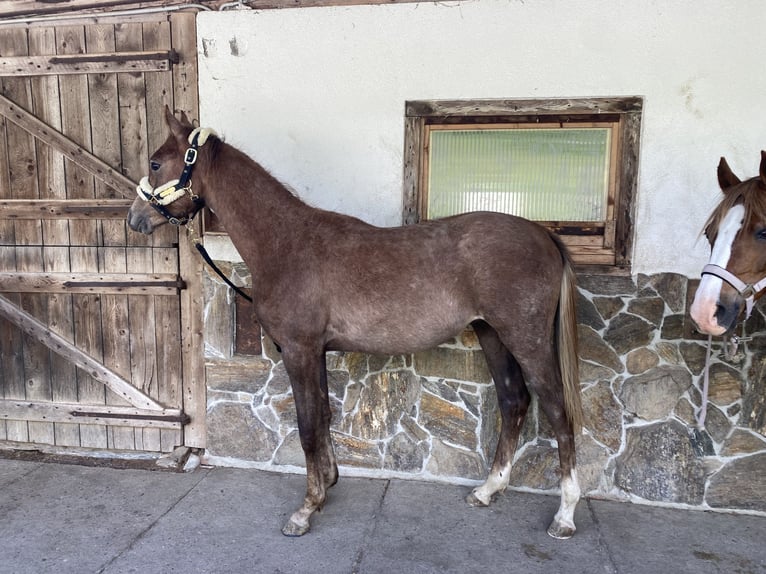 Purosangue arabo Stallone 1 Anno 165 cm Grigio in Bad Schwanberg