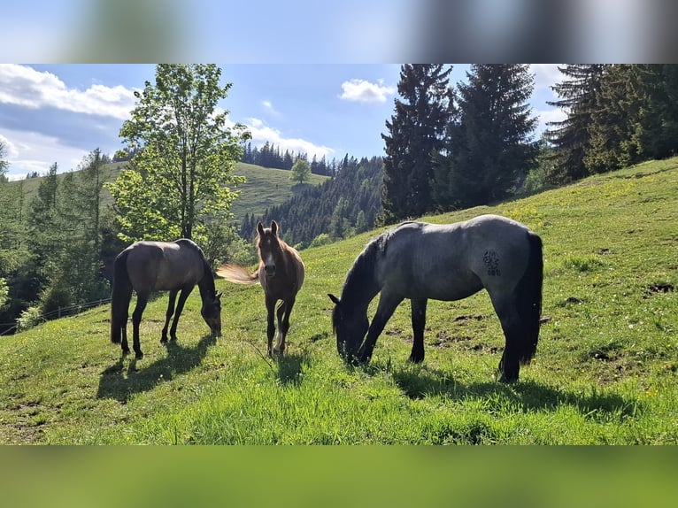 Purosangue arabo Stallone 1 Anno 165 cm Grigio in Bad Schwanberg