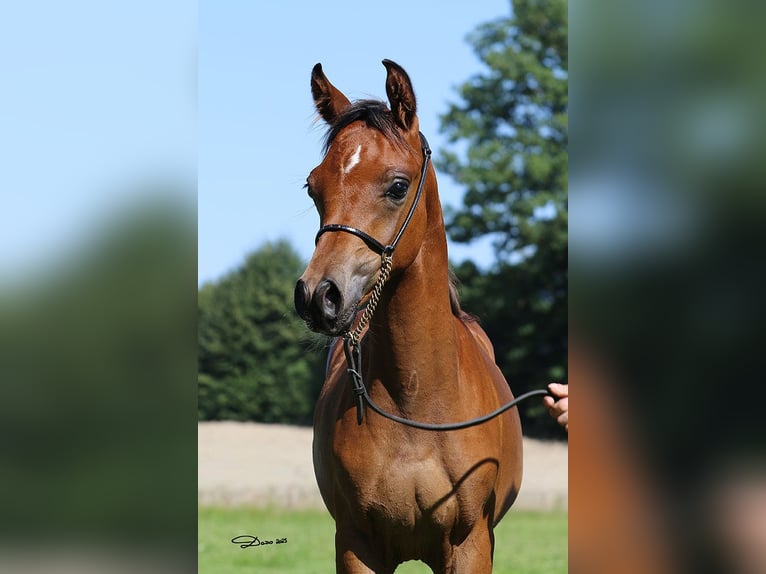Purosangue arabo Stallone 1 Anno Baio in Ried im Traunkreis