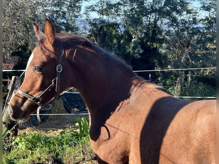 Purosangue arabo Stallone 1 Anno Baio ciliegia in Fosdinovo MS