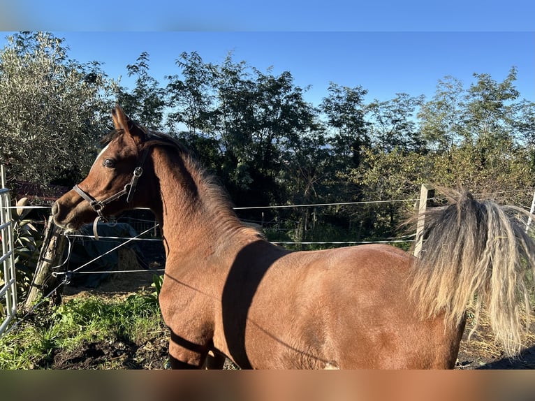 Purosangue arabo Stallone 1 Anno Baio ciliegia in Fosdinovo MS
