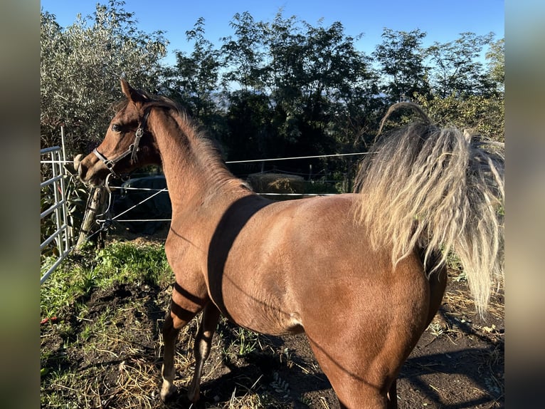 Purosangue arabo Stallone 1 Anno Baio ciliegia in Fosdinovo MS