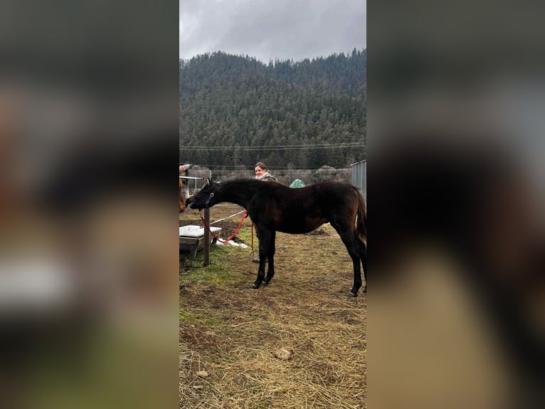 Purosangue arabo Stallone 1 Anno Baio scuro in Slovakia