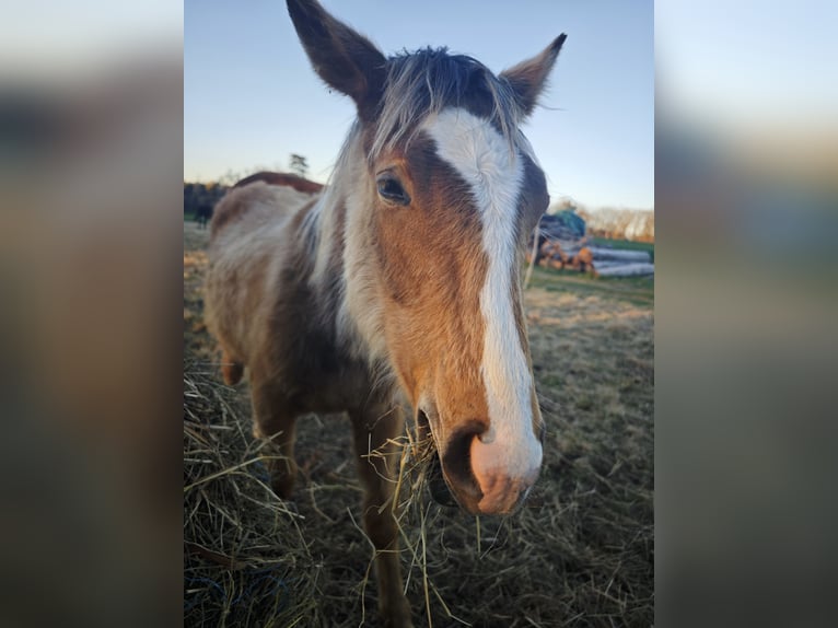 Purosangue arabo Mix Stallone 1 Anno  in Birkenfelde