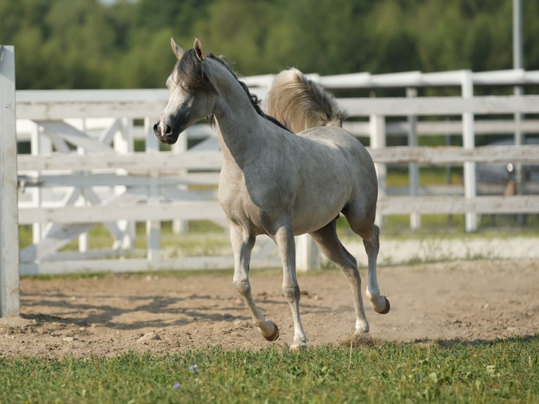 Purosangue arabo Stallone 1 Anno Grigio in Jodłówka-Wałki
