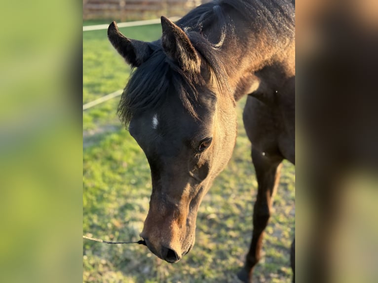 Purosangue arabo Stallone 1 Anno Grigio in Sint-Truiden