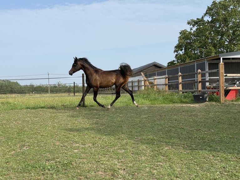 Purosangue arabo Stallone 1 Anno Grigio in Sint-Truiden