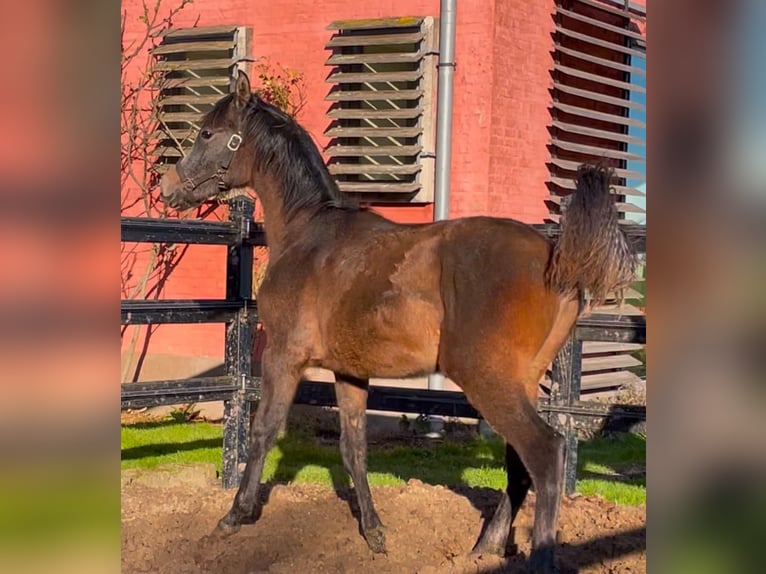 Purosangue arabo Stallone 1 Anno Grigio ferro in Veurne