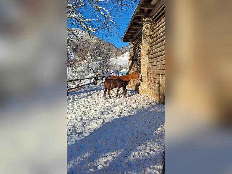 Purosangue arabo Stallone 1 Anno Grigio rossastro in Poljane nad Škofjo Loko
